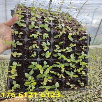 新品种3年南高丛蓝莓苗价位一览表