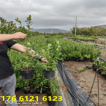 新品种3年南高丛蓝莓苗价位一览表