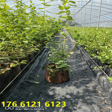 南高叢藍莓苗怎樣栽培，營養杯南高叢藍莓苗圖片