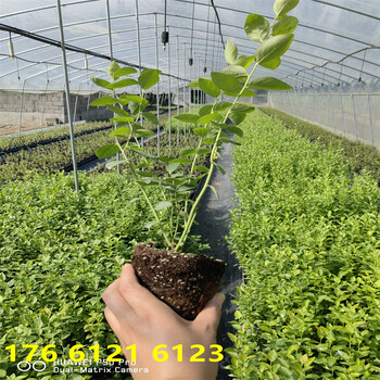 3年奥尼尔蓝莓苗品种介绍