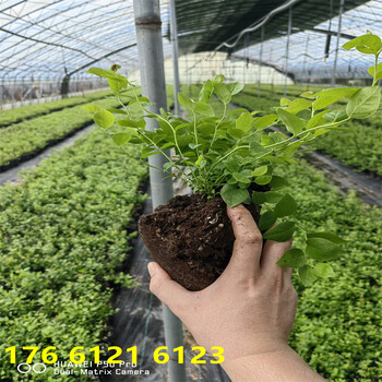 新品种1年北高丛蓝莓苗这里卖的多少钱
