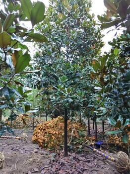 浙江廣玉蘭供應-荷花玉蘭樹苗直徑20公分公園綠化
