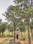 浙江金桔供应-独杆高杆金桔树-庭院绿化树
