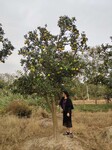 浙江橙子树供应-脐橙小苗大树庭院绿化生产商