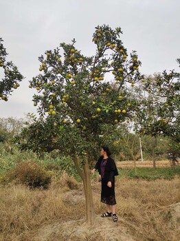 浙江橙子树供应-脐橙小苗大树庭院绿化生产商