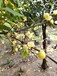 浙江腊梅供应-素心腊梅品种庭院绿化苗