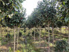 浙江茶花树供应-高杆茶花品种好重瓣花朵