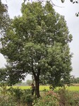 香樟行道树批发商-绿岛苗木10公分香樟树量大
