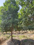 香泡树香橼树供应-浙江15公分香泡树产地