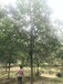 三角枫风景树15公分三角枫供应-浙江枫树规格多
