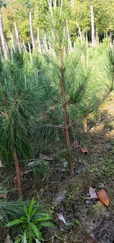 湿地松绿化树供应-浙江湿地松直径5-20cm货源自产自销