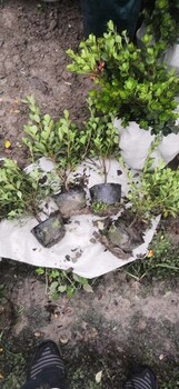 夏鵑大杯苗供應(yīng)-浙江色塊苗夏鵑小苗產(chǎn)地