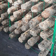 江西食用菌菌棒网格栽培的网格架防腐蚀蘑菇网架