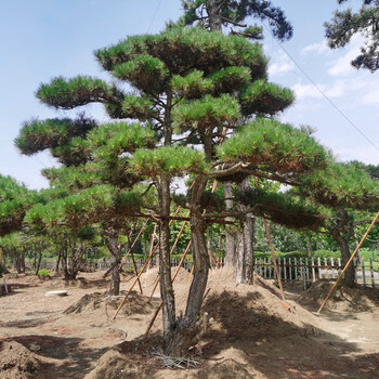 泰安造型松_泰安造型黑松_泰安造型风景松_泰安造型油松