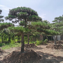 泰安造型风景松，泰安造型景观松