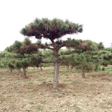 造型景观松，造型风景松，造型平顶松