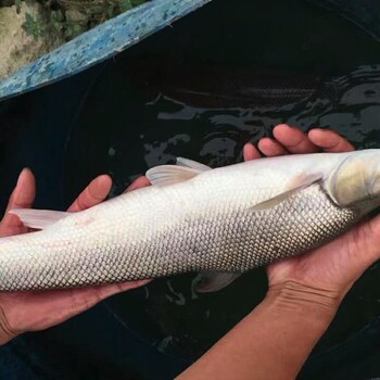 金丝银鳕鱼苗大鳞鲃种苗养殖基地淡水银鳕鱼苗批发价格