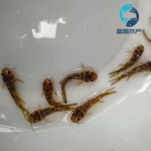 湖北武漢黃骨魚苗批發黃顙魚苗黃蜂魚苗出售圖片