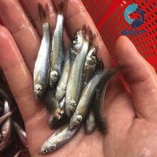 銀鱈魚苗養殖基地銀鱈魚種苗成活率高淡水銀鱈魚苗圖片