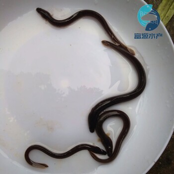  Guangdong Yangjiang Flower Eel Fry Wholesale Guangdong Huizhou American Eel Fry Sales