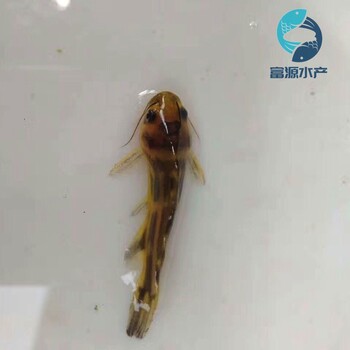 貴州貴陽(yáng)黃骨魚(yú)苗批發(fā)湖北武漢黃辣丁魚(yú)苗出售出售