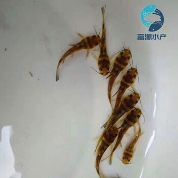 貴州貴陽(yáng)黃骨魚(yú)苗批發(fā)湖北武漢黃辣丁魚(yú)苗出售出售