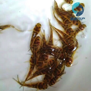 貴州貴陽(yáng)黃骨魚(yú)苗批發(fā)湖北武漢黃辣丁魚(yú)苗出售出售