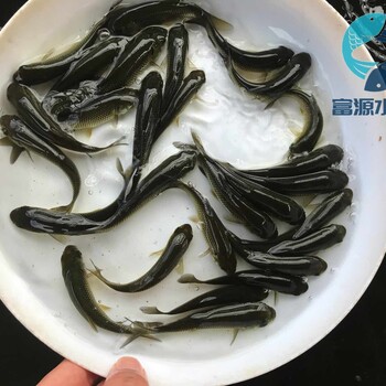  Liuzhou, Guangxi Wholesale of Green Carp Larvae, Nanning, Guangxi Black Grass Carp Larvae, Black Grass Carp Sale