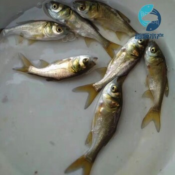 廣東中山大頭魚苗批發(fā)廣東韶關(guān)花鰱魚苗出售