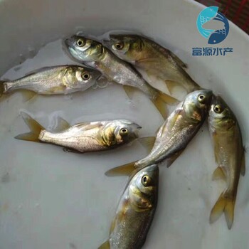 廣東中山大頭魚苗批發(fā)廣東韶關(guān)花鰱魚苗出售