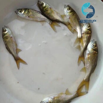 廣東中山大頭魚苗批發(fā)廣東韶關(guān)花鰱魚苗出售