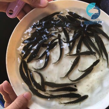  Guangdong Zhaoqing hybrid raw fish fry wholesale Guangdong Dongguan black fish fry for sale