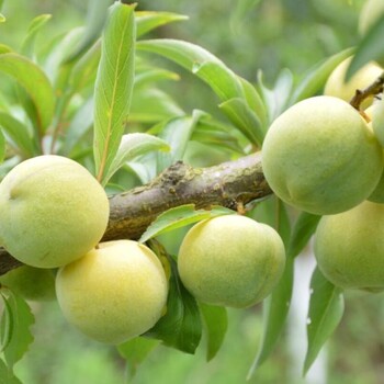 湖南雨湖區(qū)青脆李苗-青脆李苗定植方法-青脆李苗幾月份移裁好