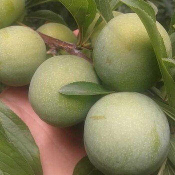 山西鄉(xiāng)寧晚熟青脆李苗-晚熟青脆李苗基地現(xiàn)貨-晚熟青脆李苗味道巴適