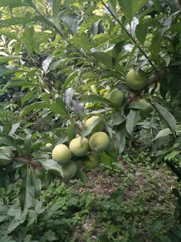 贵州丹寨晚熟青脆李苗育苗技术,晚熟青脆李苗修剪作用