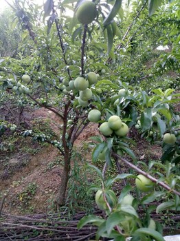 丽江青脆李树苗-青脆李树苗今日报价-青脆李树苗怎么种植