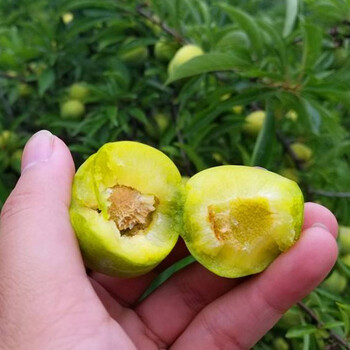 四川什邡青脆李苗种植技术,青脆李苗嫁接技术