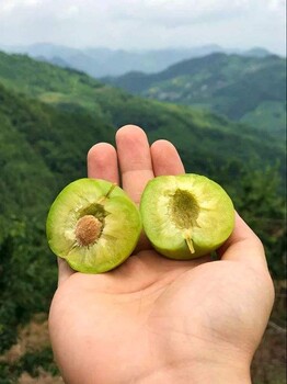 贵州铜仁青脆李子苗,青脆李树苗挂果图片