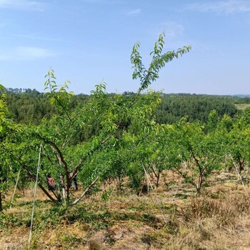 湖南雨湖區(qū)青脆李苗-青脆李苗定植方法-青脆李苗幾月份移裁好