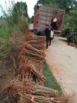 陕西扶风青脆李子苗,青脆李子苗价格批发