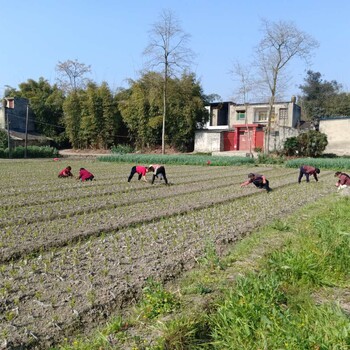 云南永德青脆李树苗-青脆李树苗物候期-青脆李树苗哪里有基地