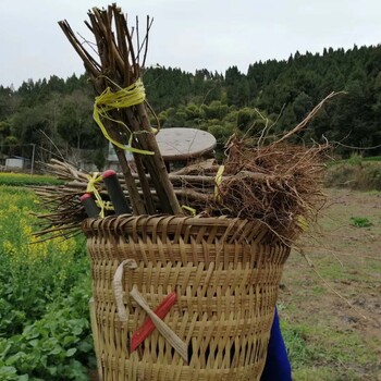 四川什邡青脆李苗种植技术,青脆李苗嫁接技术