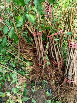 湖南新田青脆李苗-青脆李苗种植全心服务-青脆李苗一株价钱