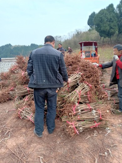 陕西白水蜂糖李苗_蜂糖李树苗一株多少钱