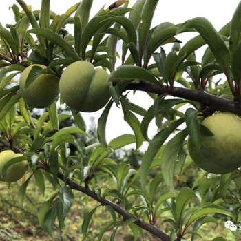 山西城區(qū)蜂糖李苗_蜂糖李苗哪里便宜_蜂糖李苗高產(chǎn)技術(shù)