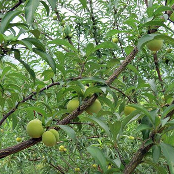 四川沙湾区蜂糖李树苗栽种密度_蜂糖李树苗肥水管理