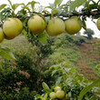 湖北崇阳蜂糖李树苗,蜂糖李子树苗基地专访图片