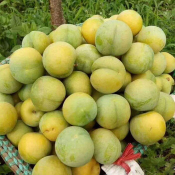 山西稷山蜂糖李苗-蜂糖李樹苗全國均可發(fā)貨
