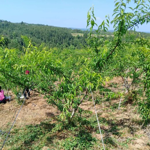 云南彝良蜂糖李苗土壤改良原则-蜂糖李苗新品种简介