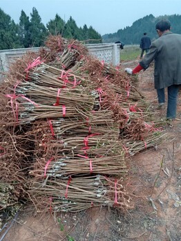 湖南通道蜂糖李苗-蜂糖李苗繁育基地-蜂糖李苗环境要求